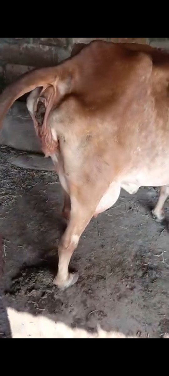 થંબનેલ 3