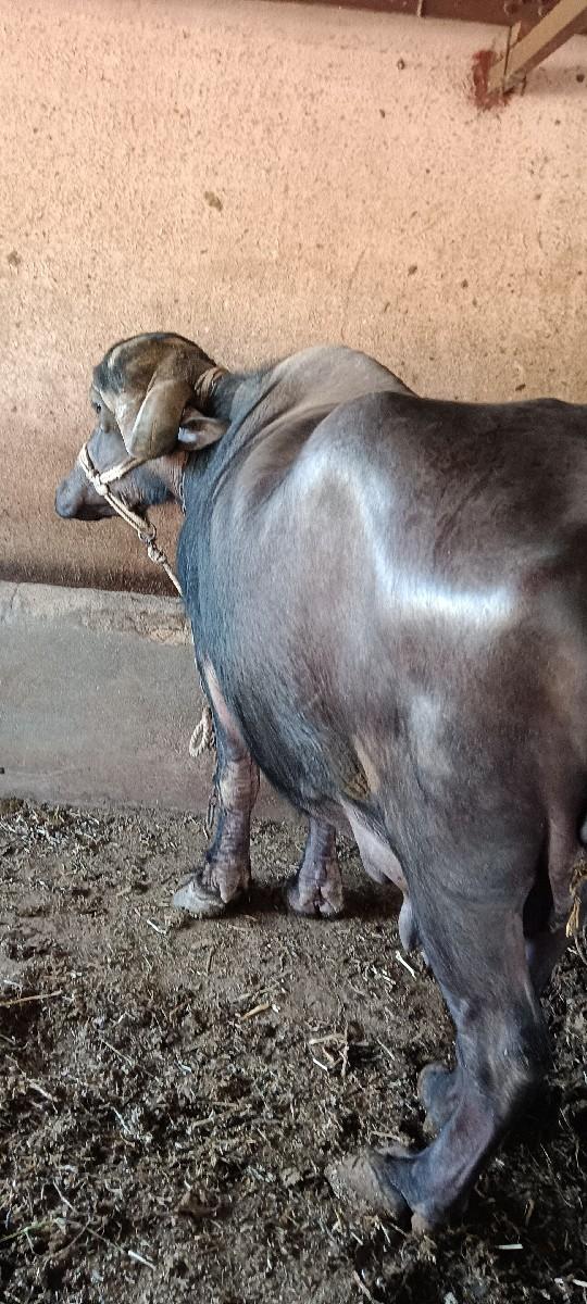 થંબનેલ 3