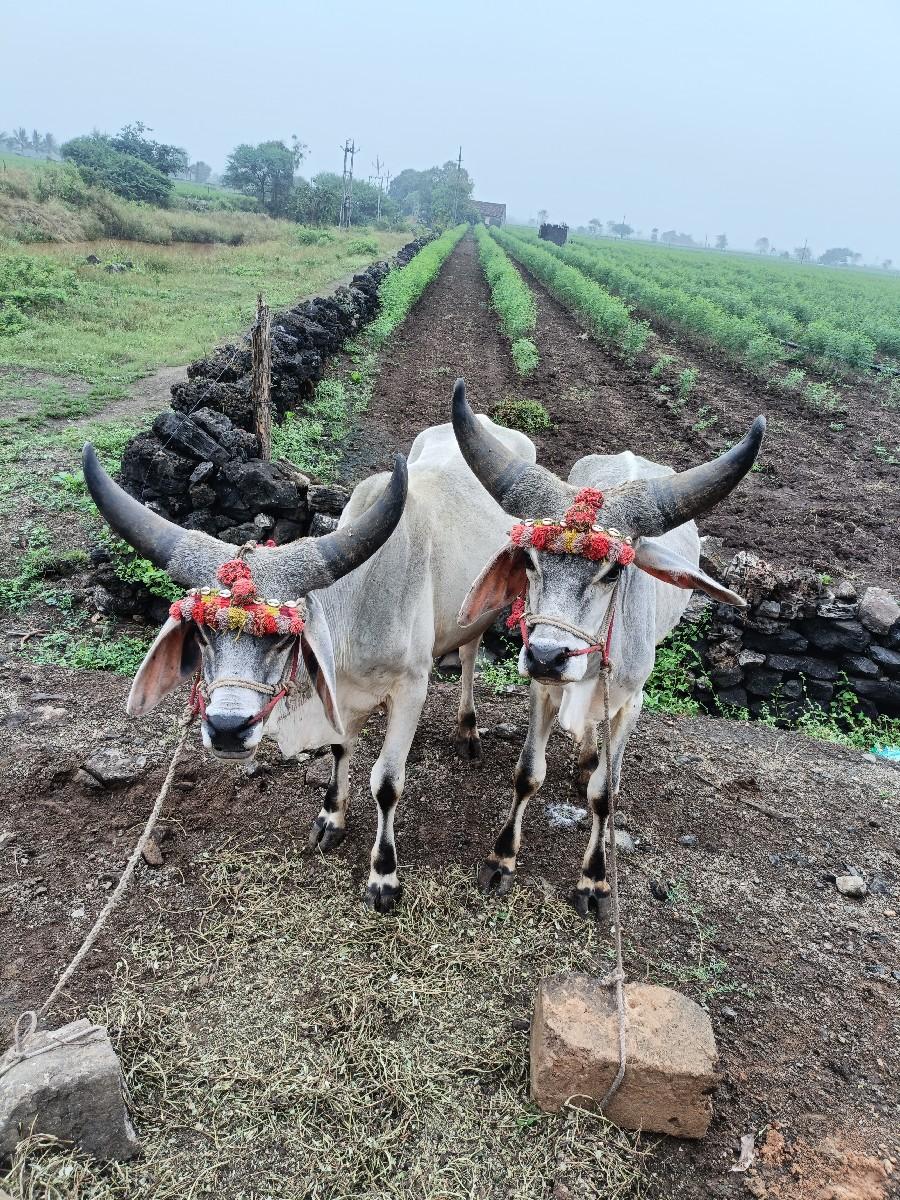 કચ્છી વાચડા વેશવના છે