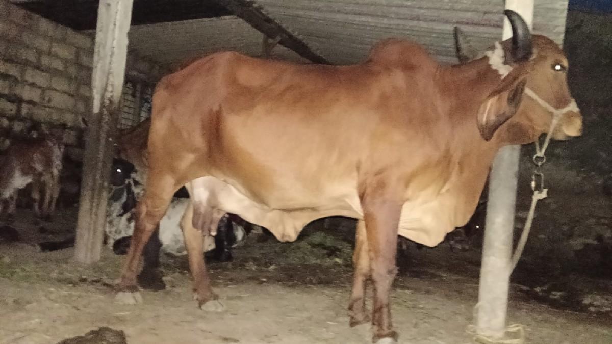 थंबनेल 2