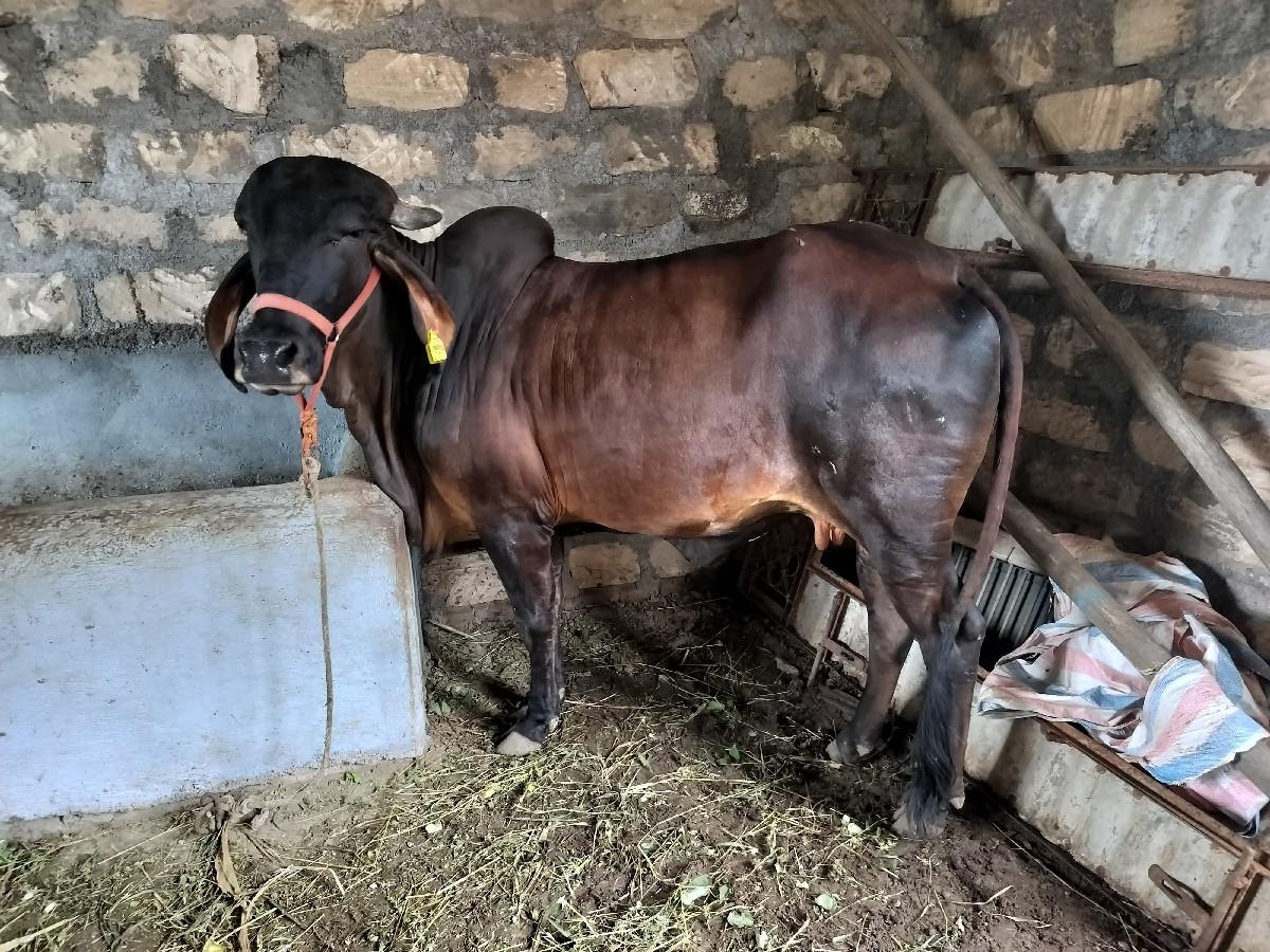 થંબનેલ 2