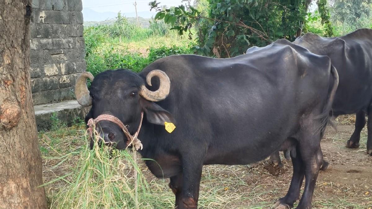 થંબનેલ 3