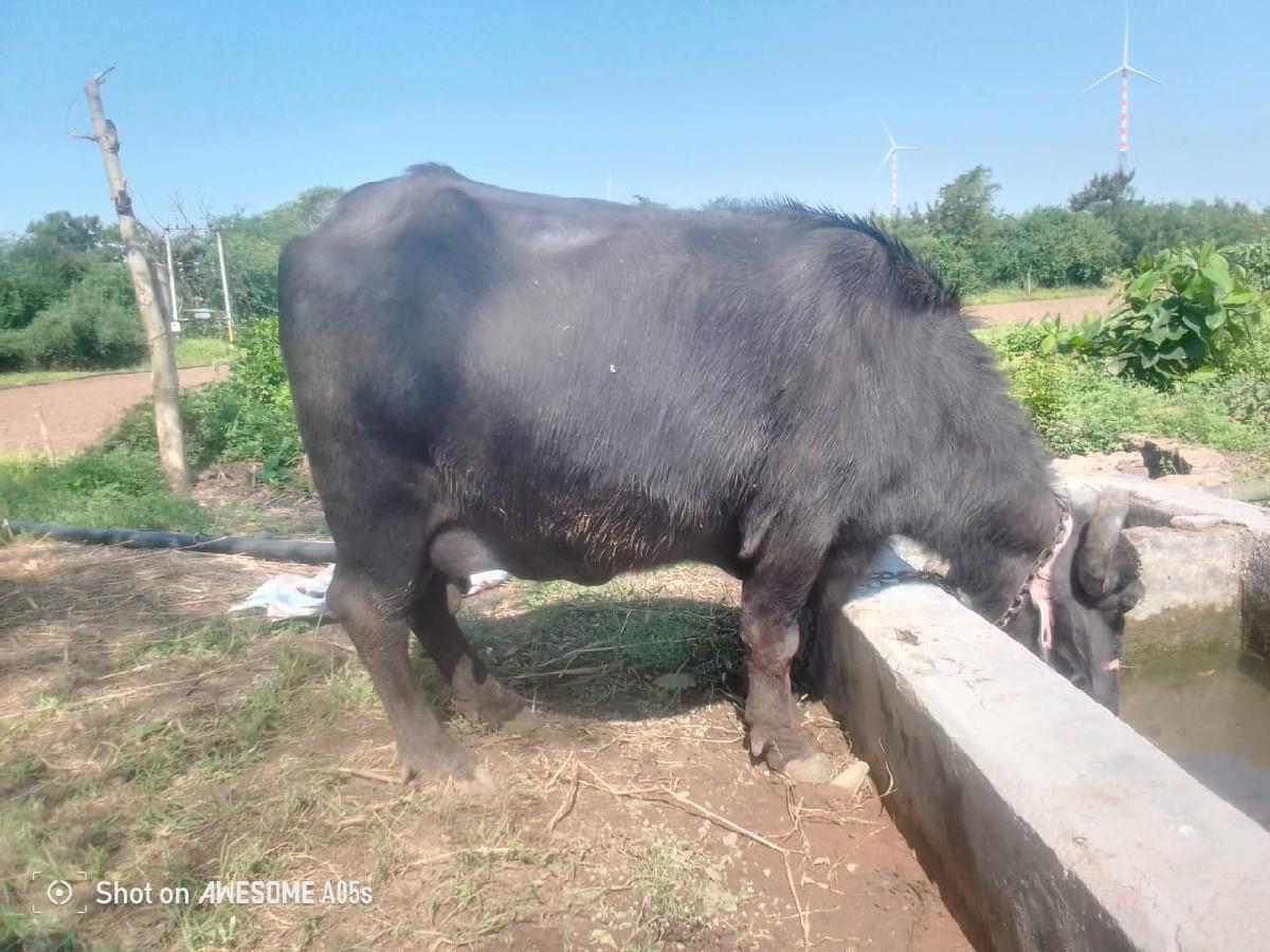 થંબનેલ 2