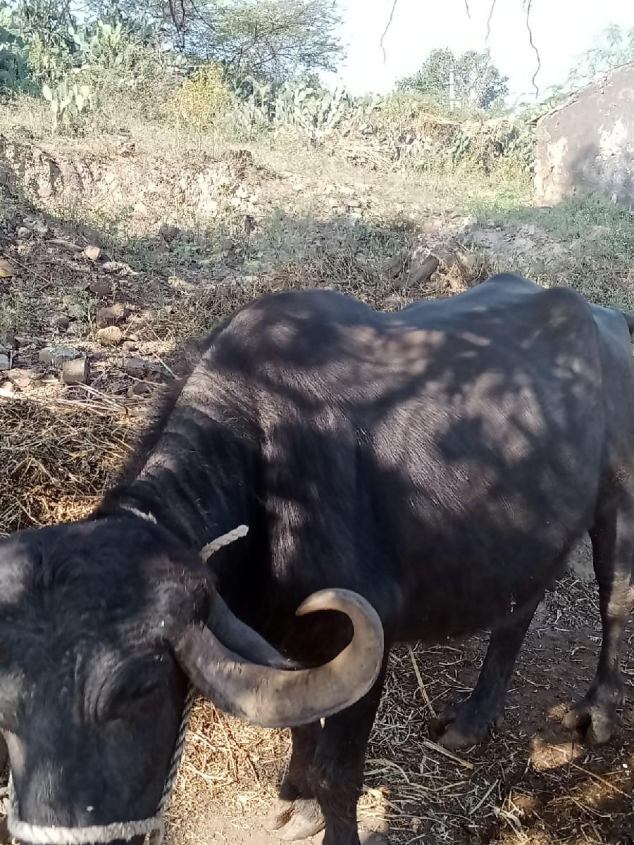 થંબનેલ 3