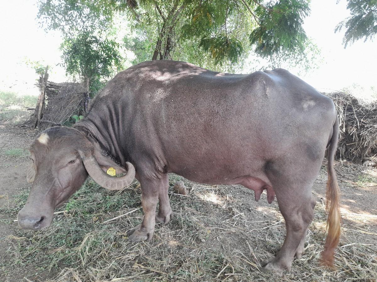 થંબનેલ 3