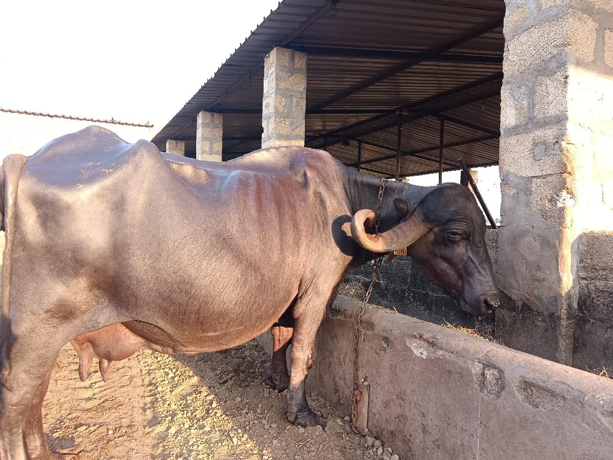 થંબનેલ 3