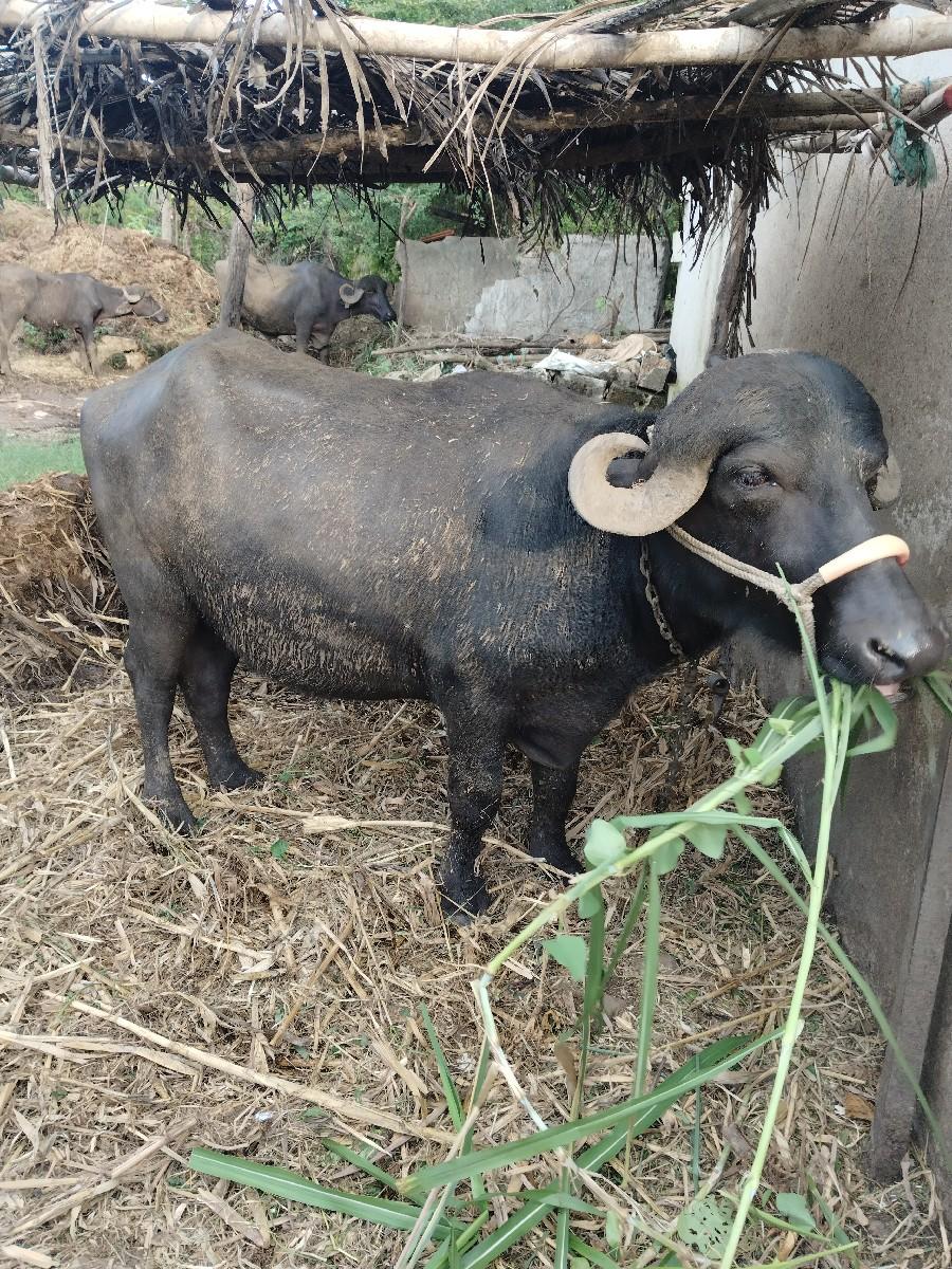 થંબનેલ 2