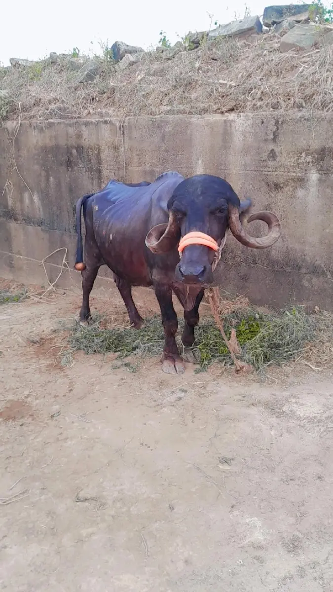 થંબનેલ 3