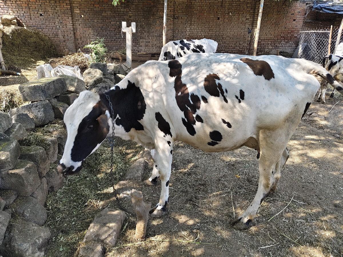 થંબનેલ 3