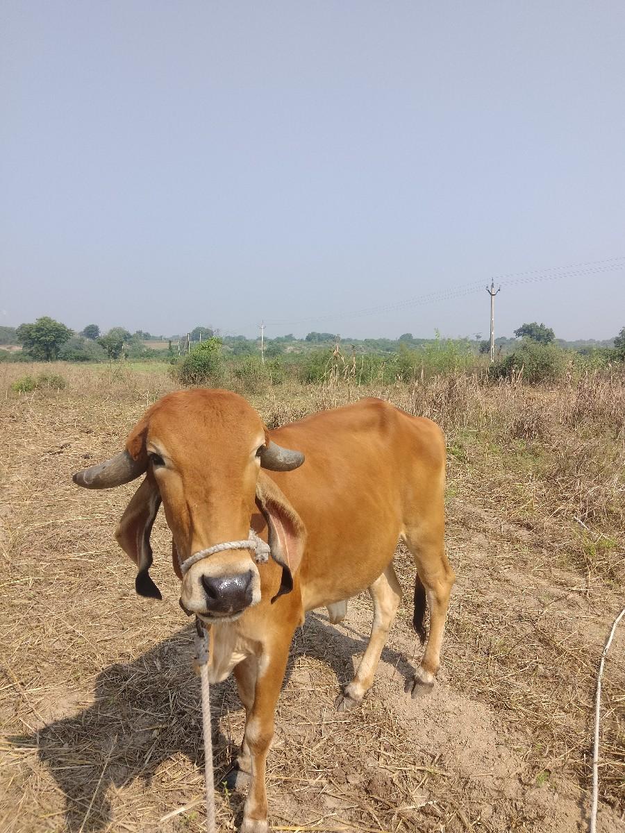 ઓડકી વેચવાની છે