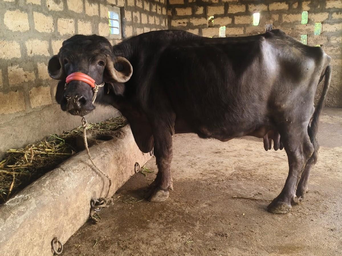 થંબનેલ 2