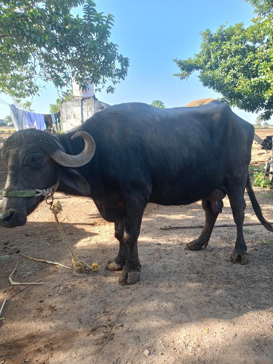 વેચવાની છે