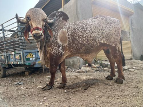 Orijnal gir nandi aapvano che