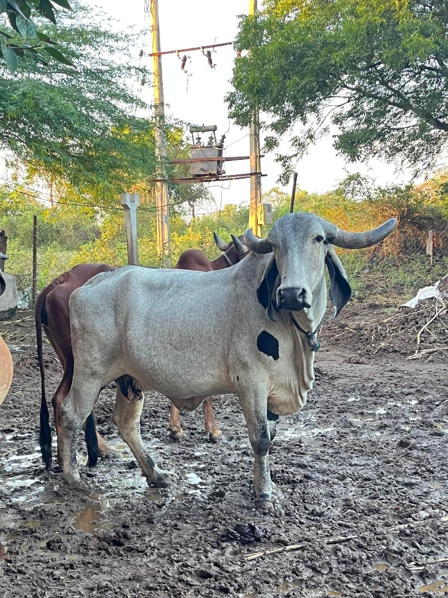 થંબનેલ 2