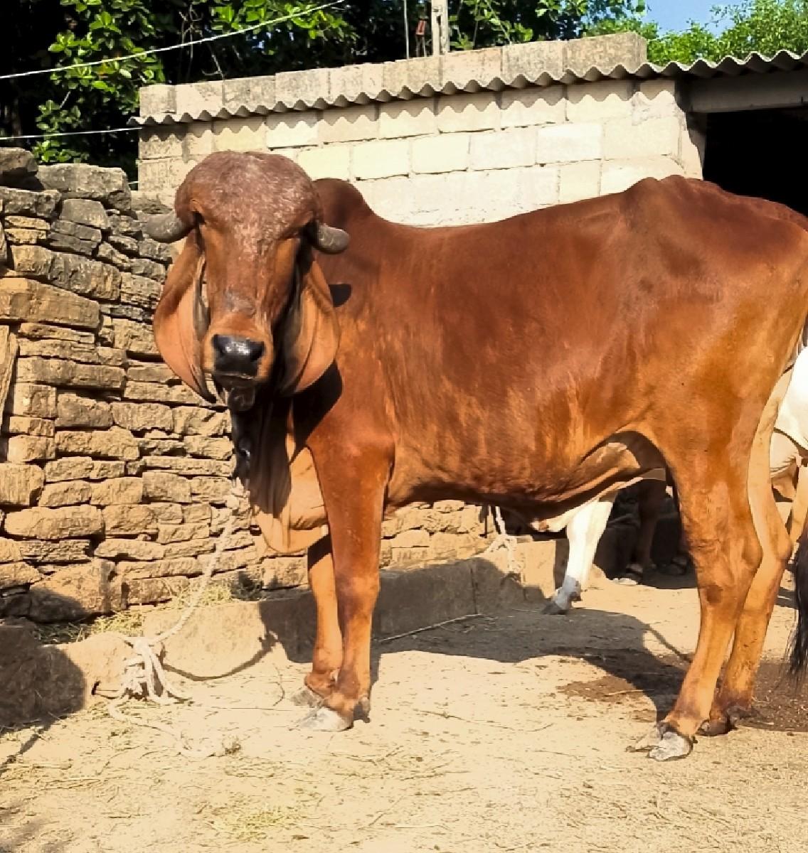 ગીર હૉડકી