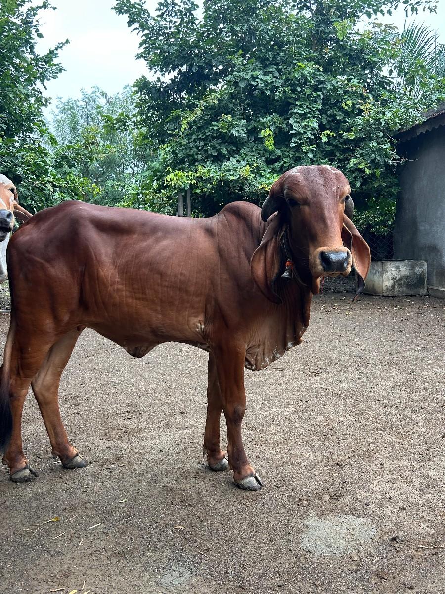 ગીર નસલ વોડકા (વાછડીઓ ) વેચાવ