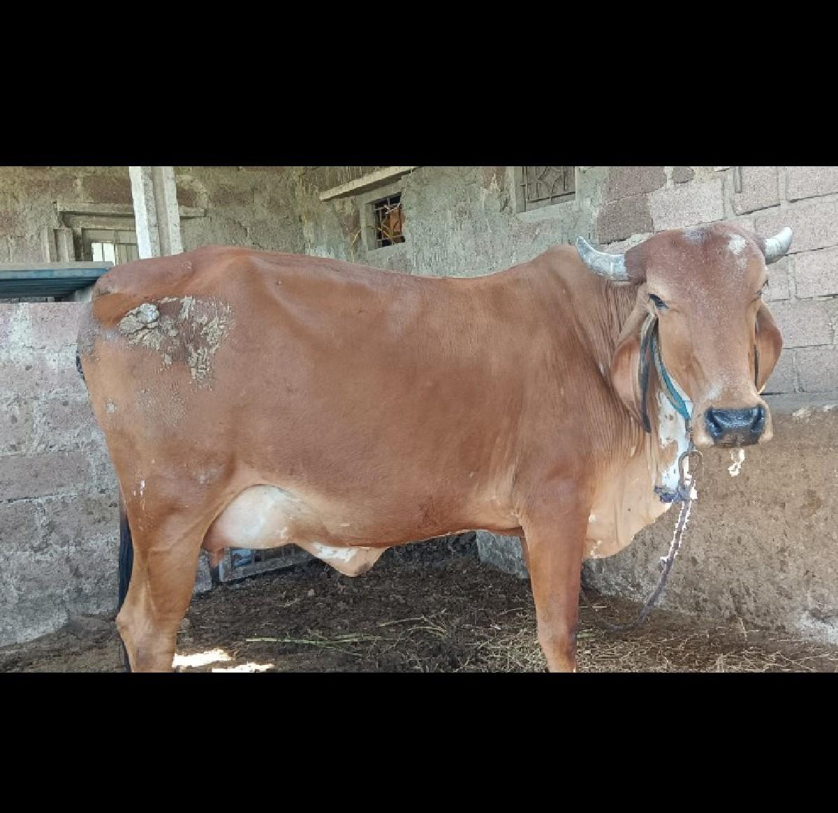 થંબનેલ 2