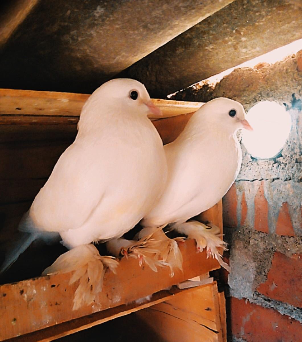 થંબનેલ 3