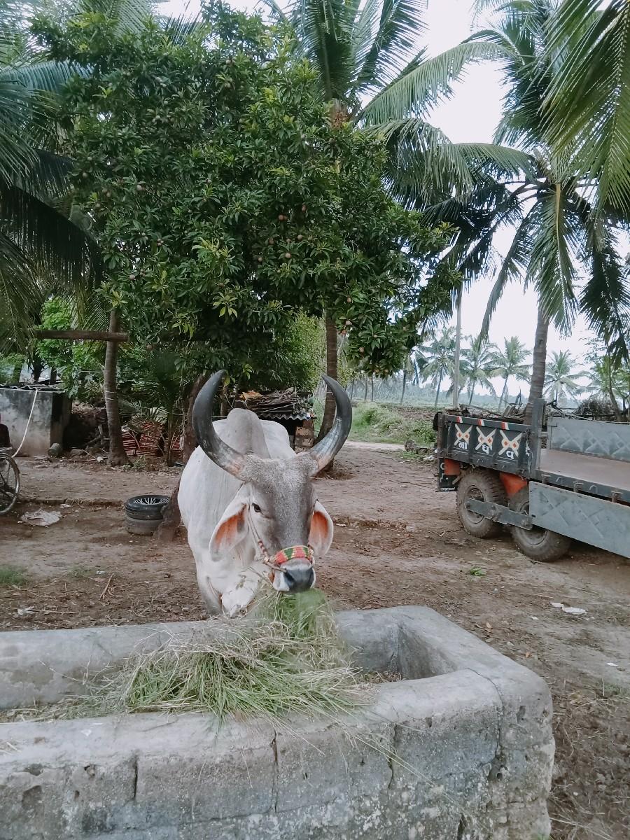 ફુલ જવાબદારી થી