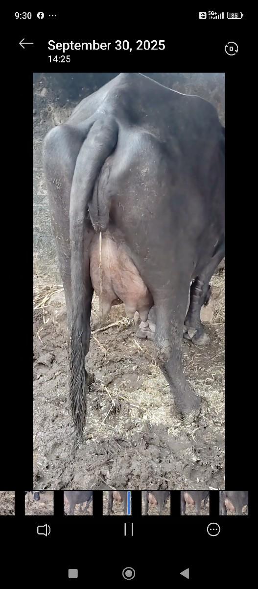 ભેંસ વેચવાની છે