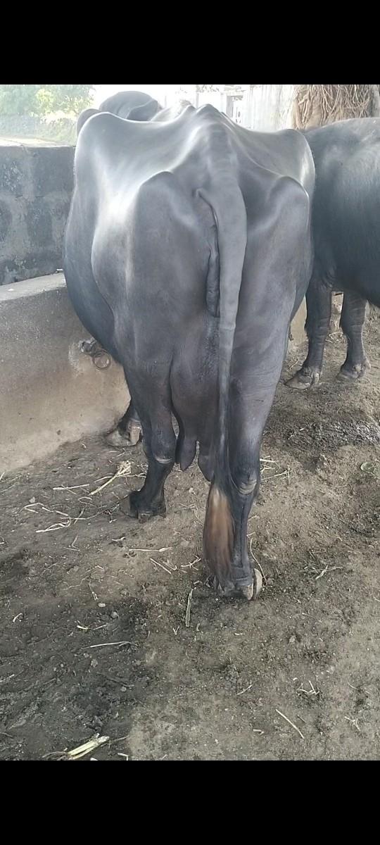 થંબનેલ 3