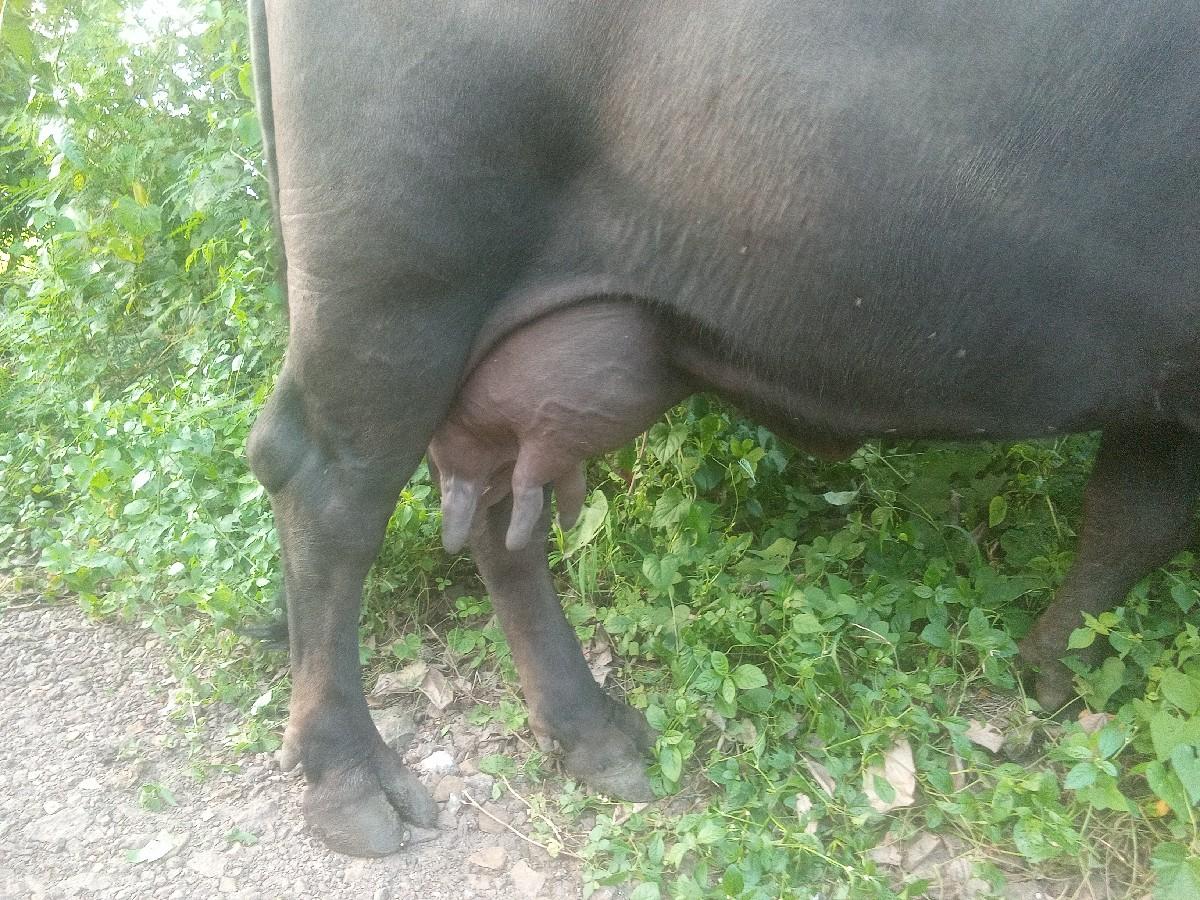 ભેંશ વેચવાની છે