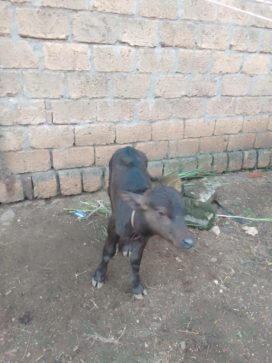 થંબનેલ 3