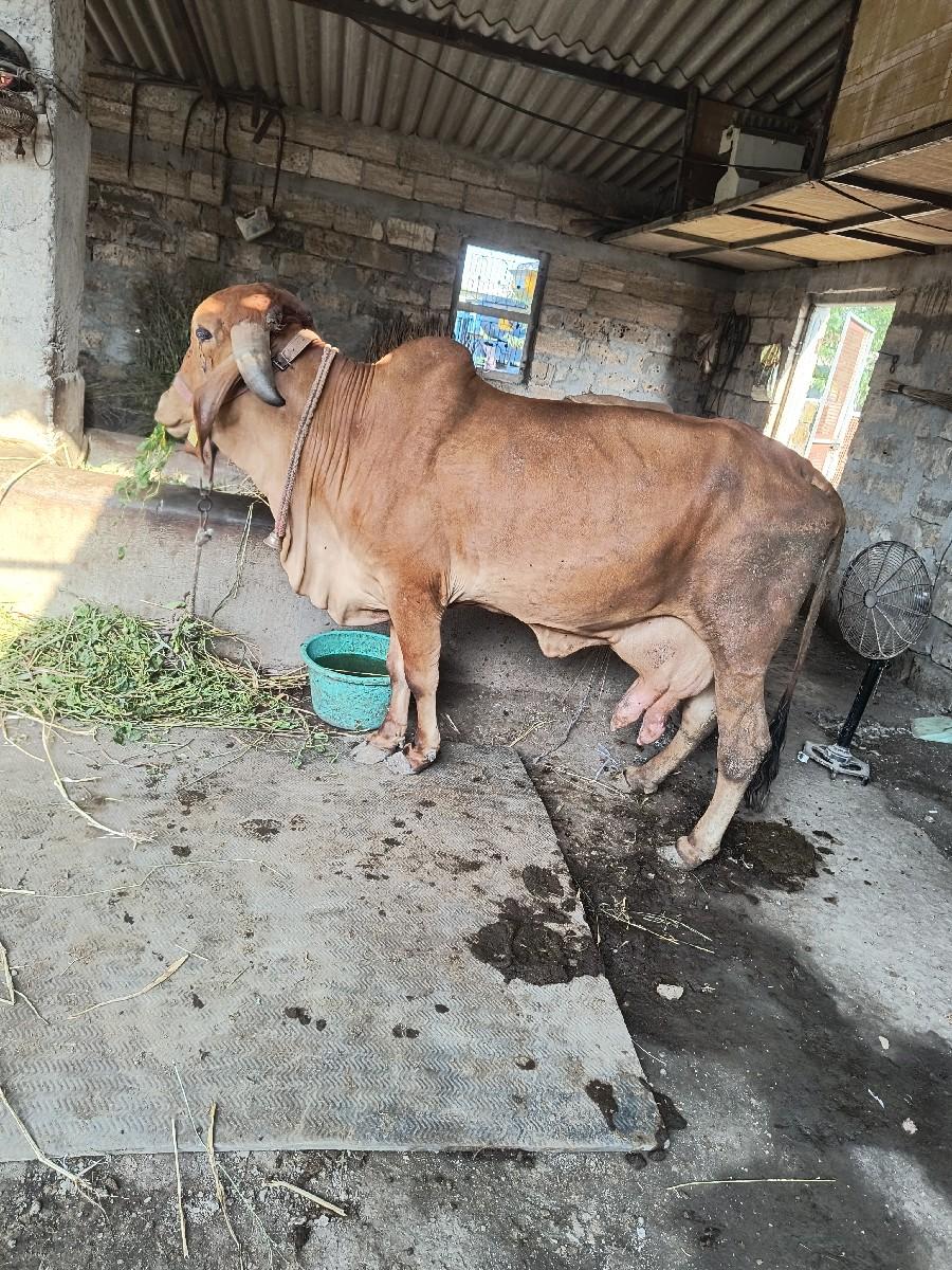 थंबनेल 2