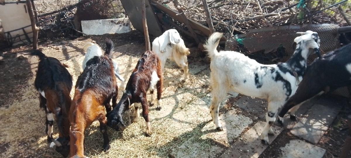 થંબનેલ 3