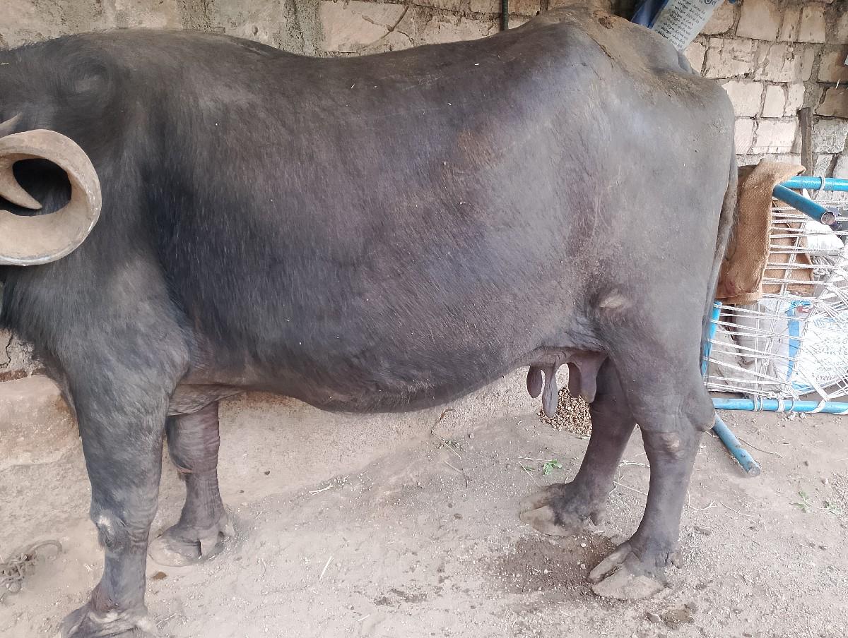 વેશવાની છે