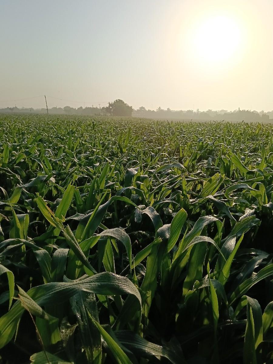 લીલી મકાઇ વેચવાની છે.