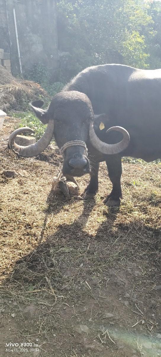 ભેંસ વેચવાની છે