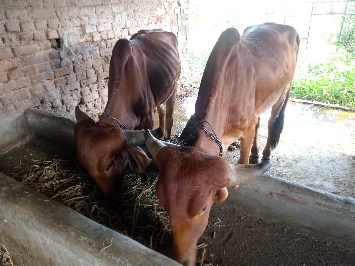 બે વાછડી વેચવાની છે