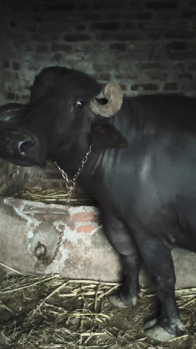 થંબનેલ 2