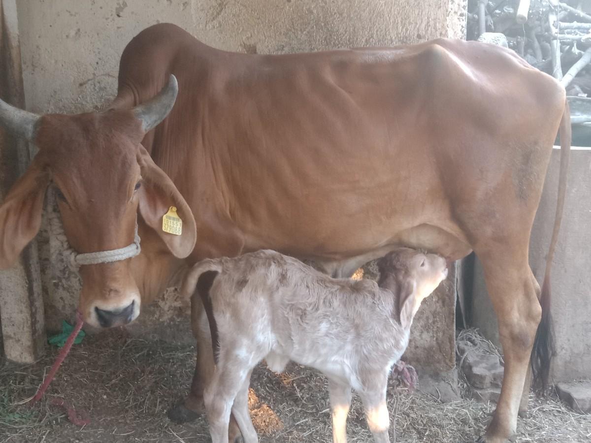 થંબનેલ 3