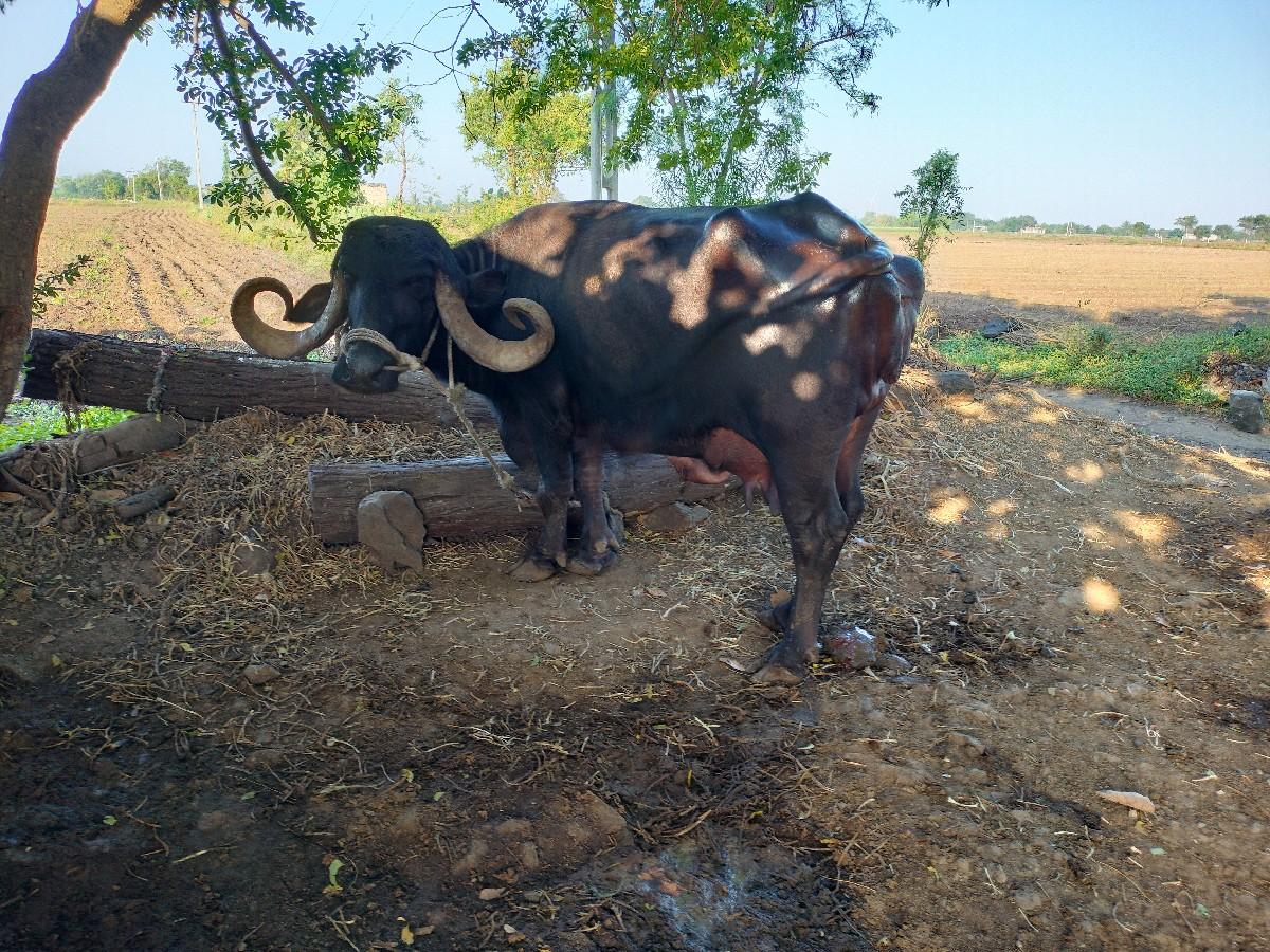 થંબનેલ 2