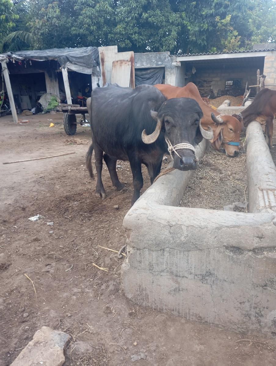 ભેંસ વેચવાની છે