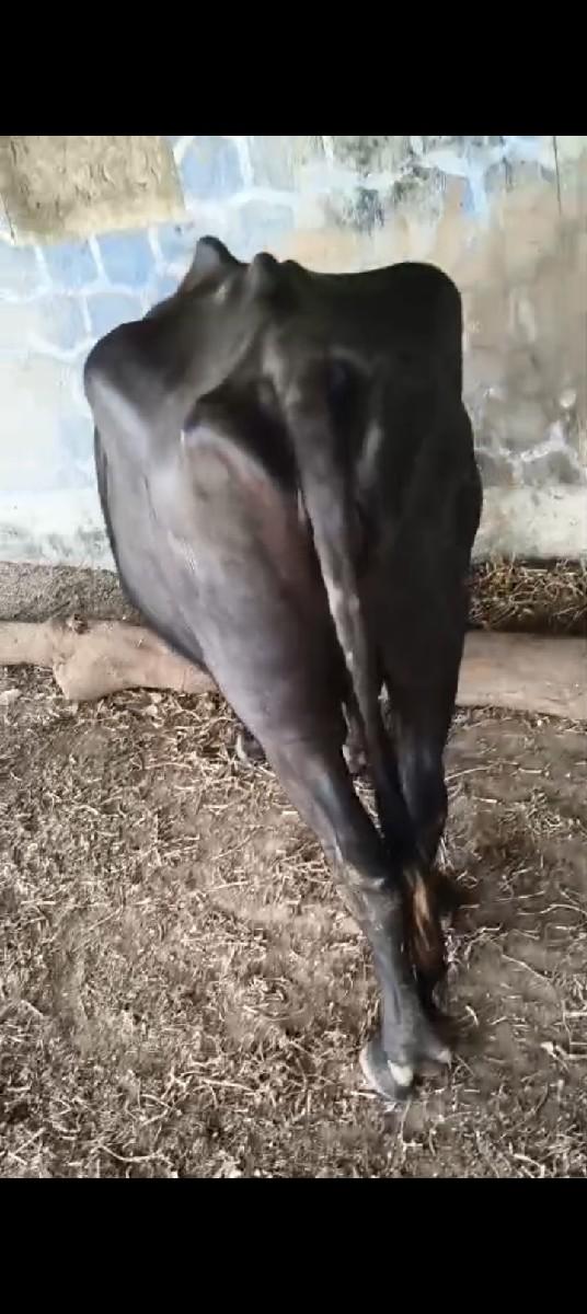4 થા વેતર ની ભેંસ