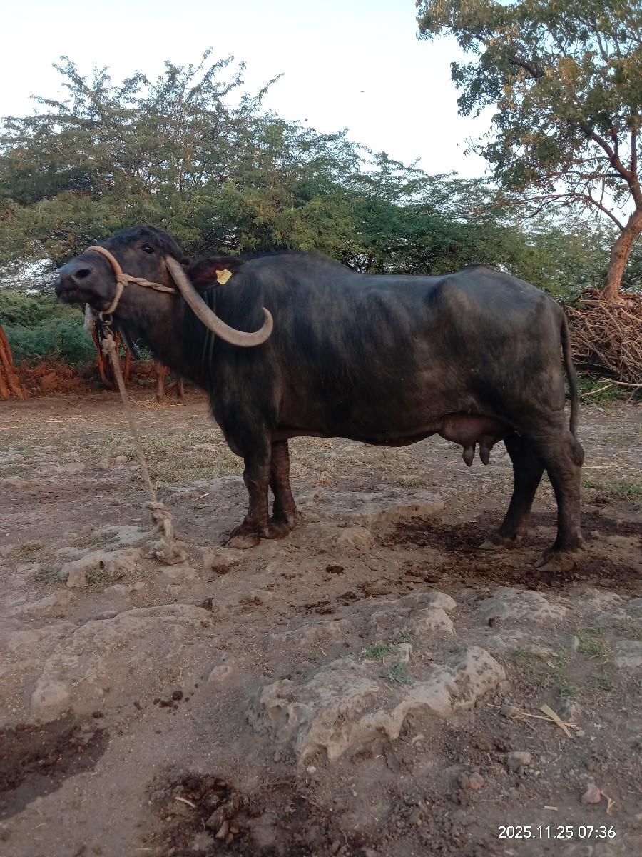 થંબનેલ 2