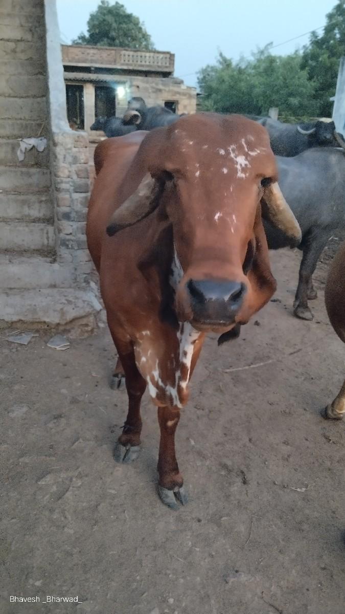 થંબનેલ 2