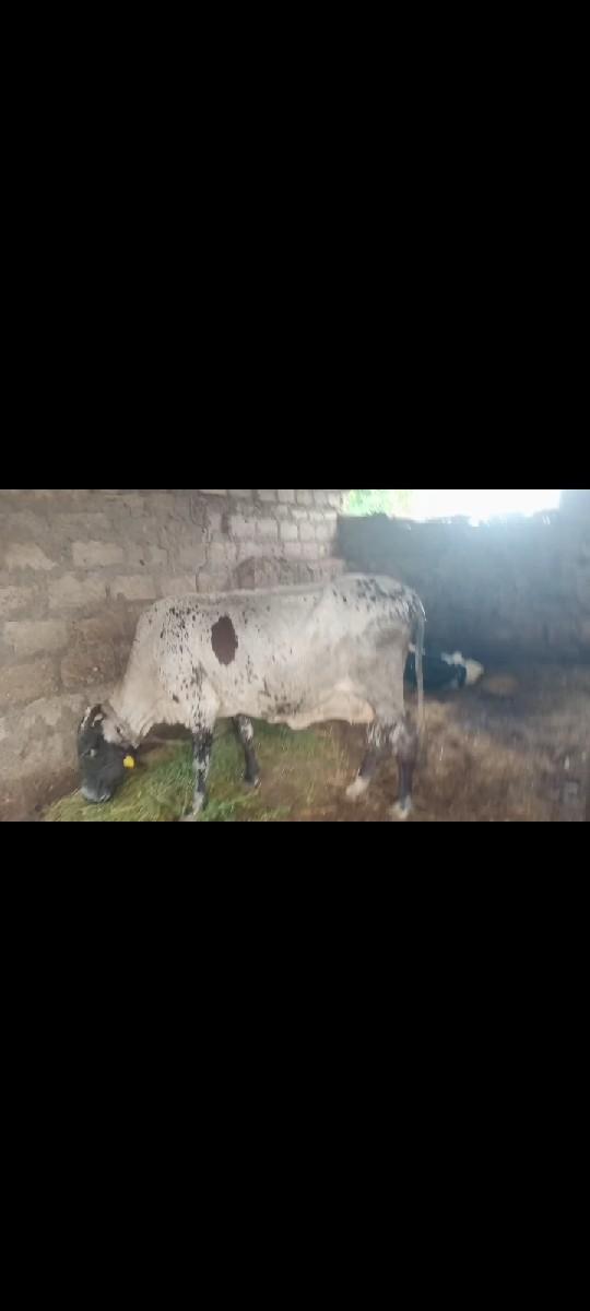 થંબનેલ 3