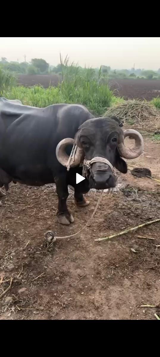 ભેંશ વેચવાની છે