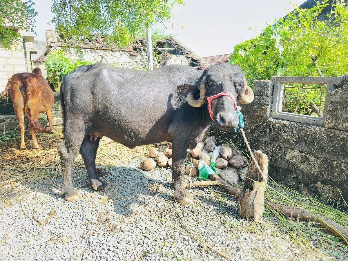 ભેંશ વેચવાની છે