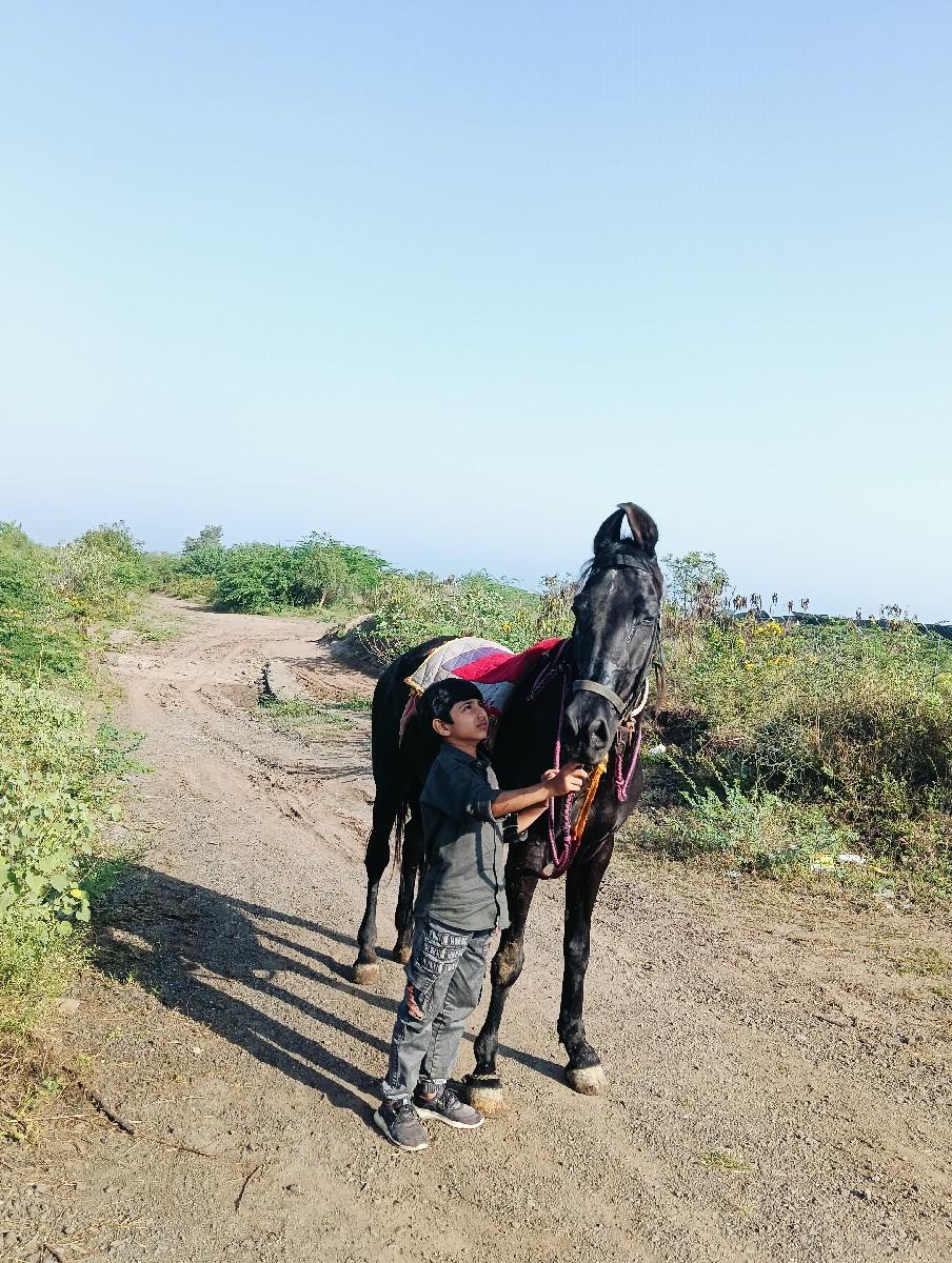 આ ઘોડી વેસવાની છે