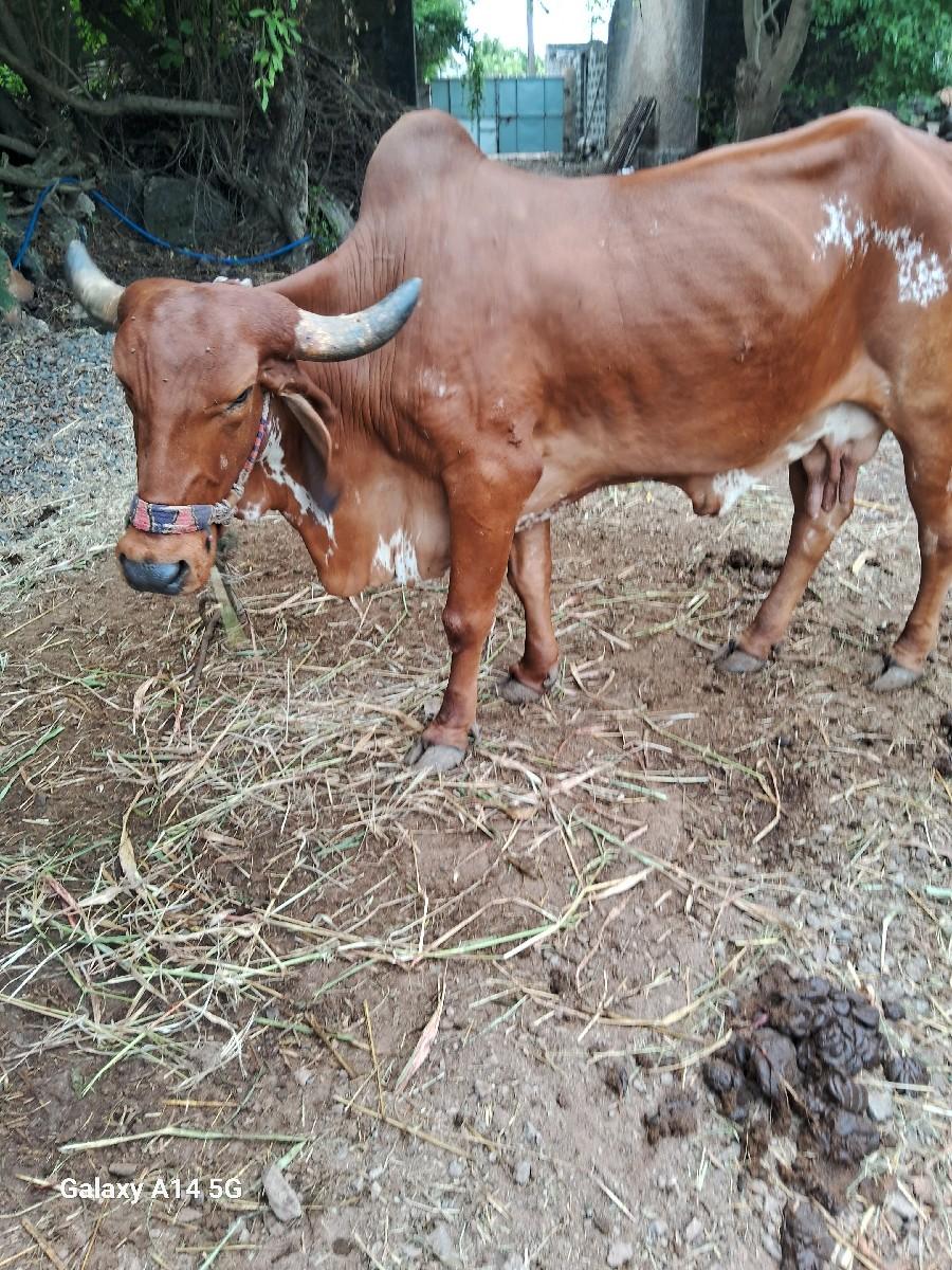 વેચવાની છે