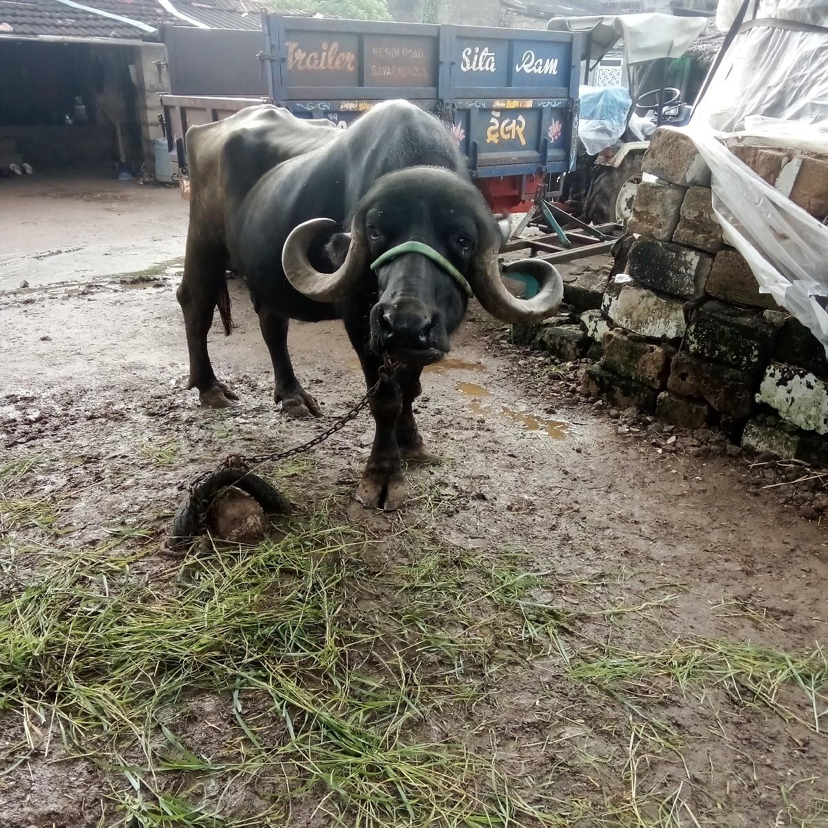 સાડા તન દૂધ