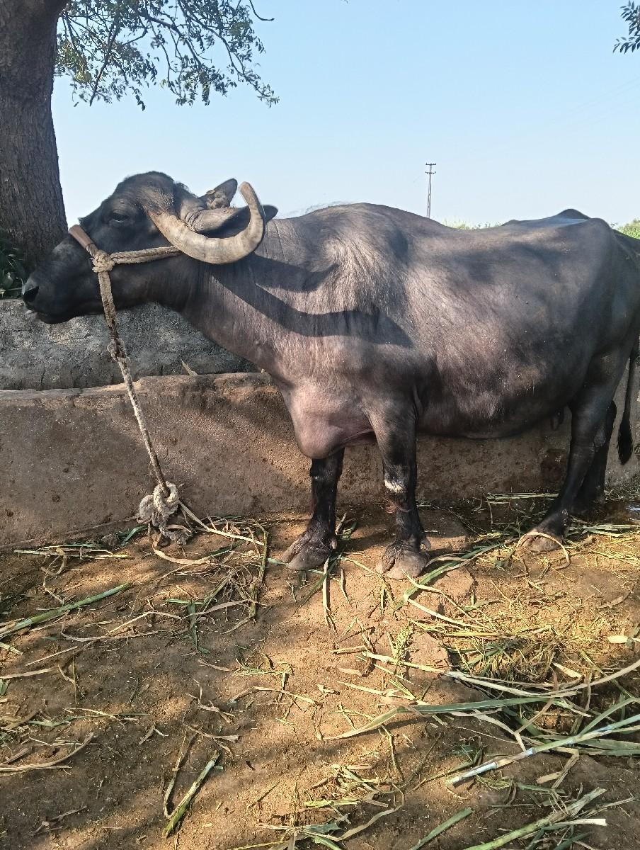 5/5.5 લીટર દૂધ, નિચે પાડો.....