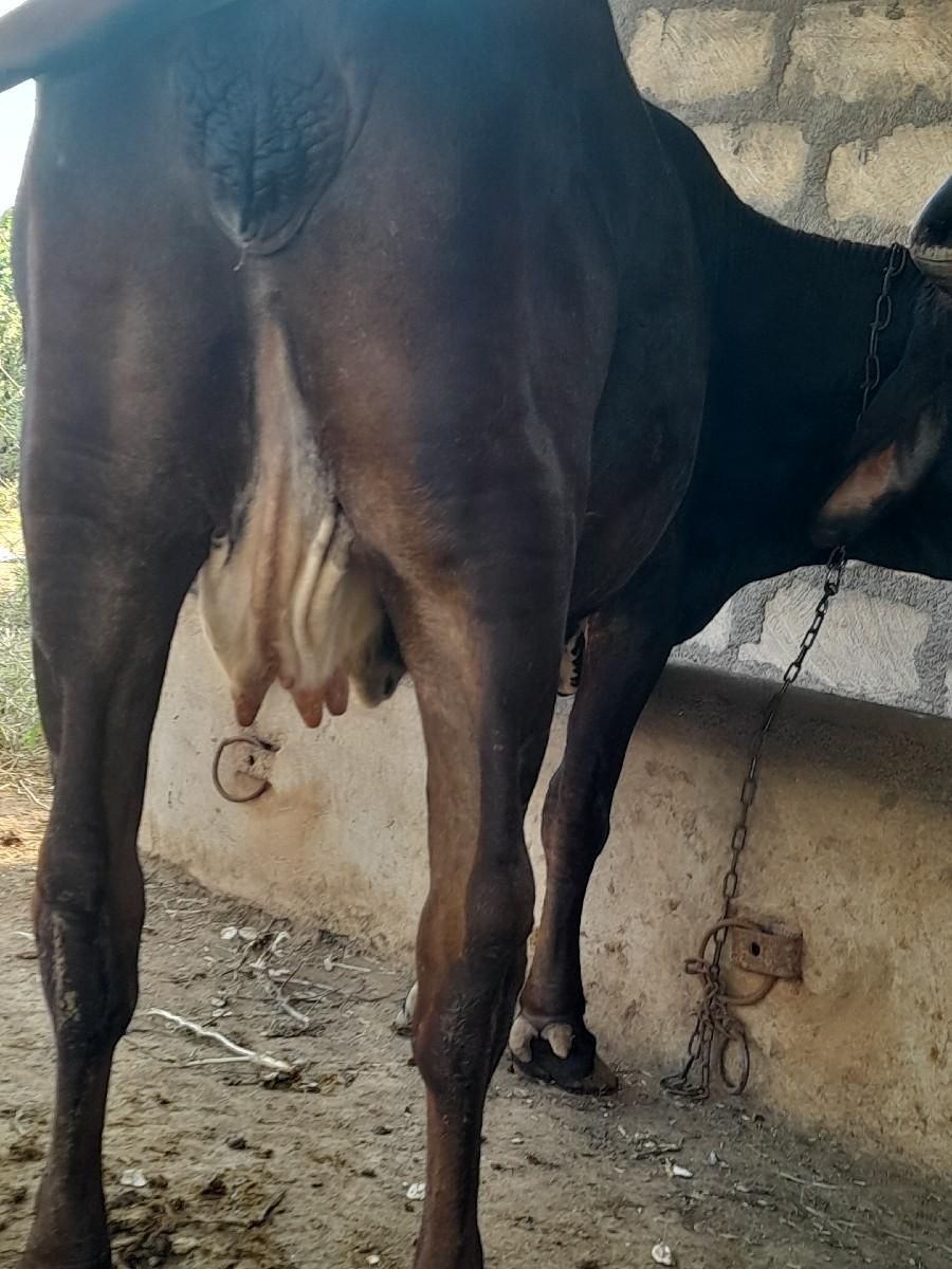 ગાય વેચવાની છે