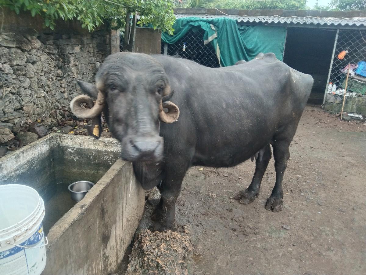 2 ભેંસ વેસવા ની સે