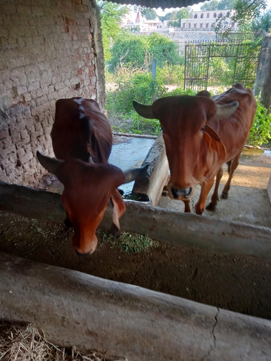 थंबनेल 2